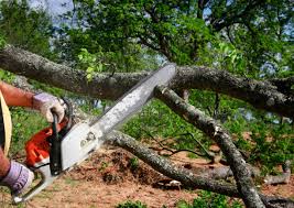 Trusted Bayonet Point, FL Tree Services Experts
