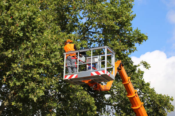 Best Tree Disease Treatment  in Bayonet Point, FL